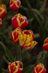 Spring blossoming orange tulips on field, flower background. Orange Tulip Field in Full Bloom.