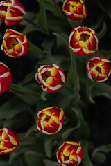 Spring blossoming orange tulips on field, bokeh flower background. Orange Tulip Field in Full Bloom.