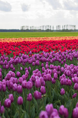 Spring beautiful tulips field. Field of colorful tulips in Belarus, Brest region.
