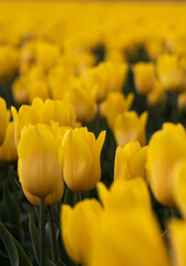 Spring blossoming yellow tulips on field, bokeh flower background. Yellow Tulip Field in Full Bloom.