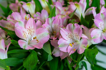 Obraz premium Pink brighte alstroemeria lily flowers on white background