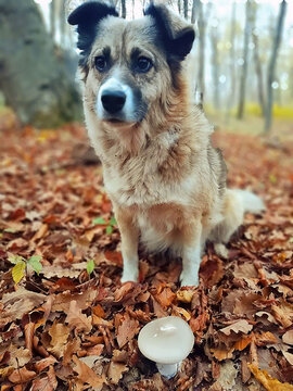 Dog in the autumn forest next to mushroom