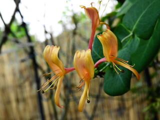 orange and pink honeysuckle flowers