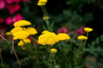 Flores amarillas campestres