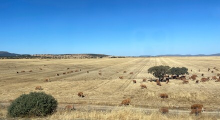 Cattle in field