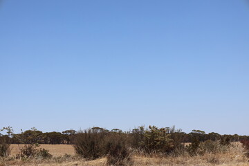 wide-angle landscape coarse grass, brush and bushes on the edge of cultivated prairie fields with a line of trees behind