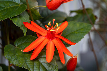 Close-up of Passiflora coccinea (Red passion flower) blooming 