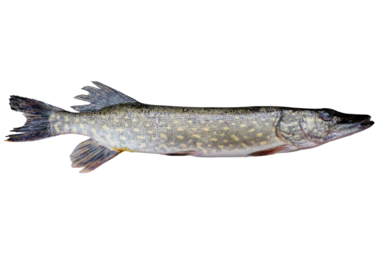 Pike live fish isolated on transparent background. Live fish object for design. Fish object for design, advertising and decoration.