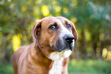 A Hound mixed beed dog with a nervous expression