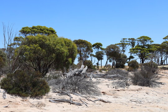 mixed bright green trees, coarse bushes and sun-bleached deadfall on arid (dry, parched) desert sand under cloudless sky