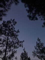 Obraz premium Clear Blue Sky Framed by Tree Leaves