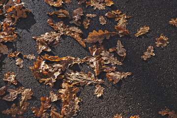 Closeup of wet oak leaves scattered on wet asphalt, capturing mood of autumn with rich textures and...