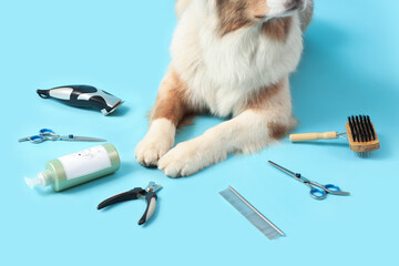 Cute Australian Shepherd dog with grooming accessories on blue background, closeup