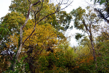 Obraz premium treetops and branches