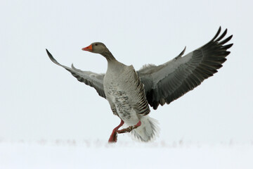 Gęgawa, gęś gęgawa, (Anser anser) greylag goose © Bartosz Rakoczy
