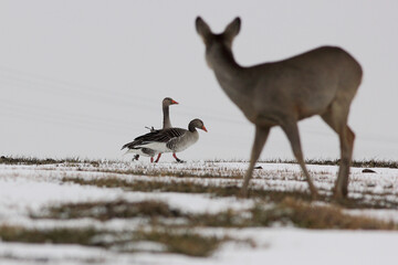 Gęgawa, gęś gęgawa, (Anser anser) greylag goose © Bartosz Rakoczy