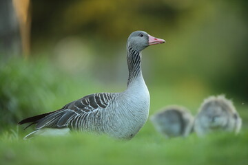 Gęgawa, gęś gęgawa, (Anser anser) greylag goose © Bartosz Rakoczy