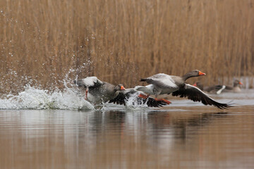Gęgawa, gęś gęgawa, (Anser anser) greylag goose © Bartosz Rakoczy