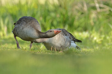 Gęgawa, gęś gęgawa, (Anser anser) greylag goose © Bartosz Rakoczy