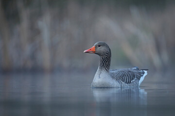 Gęgawa, gęś gęgawa, (Anser anser) greylag goose © Bartosz Rakoczy