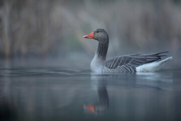 Gęgawa, gęś gęgawa, (Anser anser) greylag goose © Bartosz Rakoczy