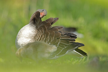 Gęgawa, gęś gęgawa, (Anser anser) greylag goose © Bartosz Rakoczy