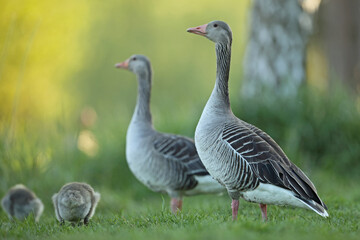 Gęgawa, gęś gęgawa, (Anser anser) greylag goose © Bartosz Rakoczy