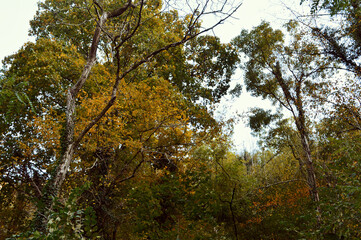 Obraz premium treetops and branches