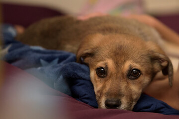Mixed breed puppy dog