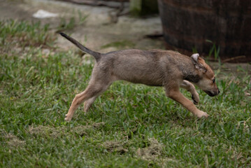 Mixed breed puppy dog