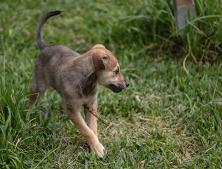 Mixed breed puppy dog