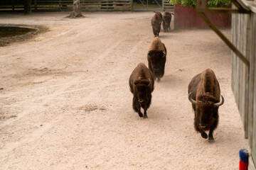 Bisons on the walk