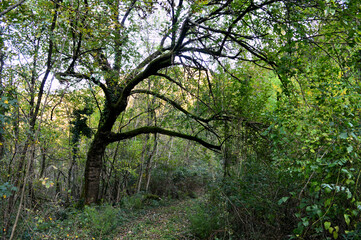 Obraz premium unique tree in a forest