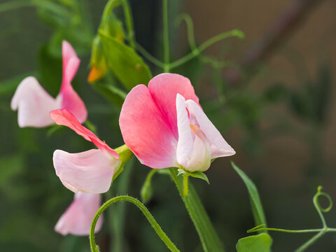 Lathyrus odoratus Painted Lady or Pink Cupid sweet pea, bicolored, whitish pink flowers, close up. Pea vine or vetchling is an annual climbing flowering plant in the legume family, Fabaceae.