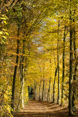 Fototapeta premium Weg im herbstlich verfärbten Buchenwald