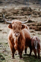 Highland Cow in the Scenic Landscape of the Isle of Skye, Scotland