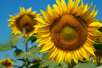 Obraz premium Field of beautiful yellow sunflowers
