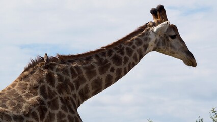 Obraz premium Closeup of a Giraffe in its natural habitat walking in Kruger National Park, South Africa, showcasing a bird on its long neck. Taken during a safari trip in a game reserve 