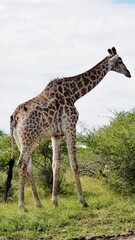 Fototapeta premium Giraffe in its natural habitat moves through the greenery of Kruger National Park, South Africa, showcasing birds onits long neck and pattern.It pauses to feed on fresh leaves. Taken during a safari 