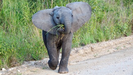 Playful happy Baby Elephant with Big Ears like Dumbo and Grass in Trunk Grazing Along the Road in...