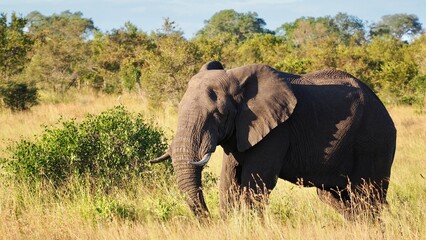 Obraz premium Colorful Lilac-Breasted Roller Bird Perched on a Branch during a Safari in Kruger National Park, South Africa – Vibrant Wildlife Close-Up