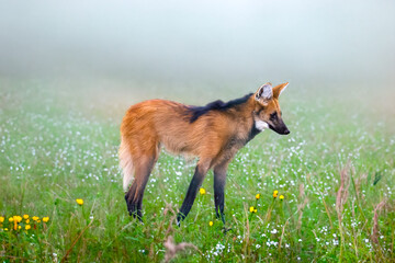 Wild Guará wolf (Chrysocyon brachyurus) one of the rarest wolves in the world lives in the...