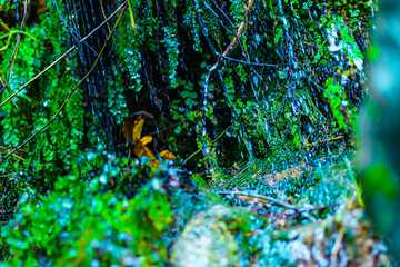 Hermosos entorno húmedo lleno de pequeñas goteras