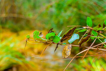 Primer plano de planta de hojas verdes 