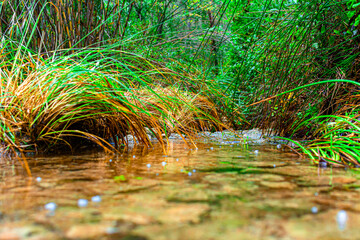 Hermoso primer plano del río de cirat