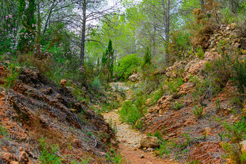 Obraz premium Camino en dirección al castillo de cirat