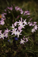 Fototapeta premium Closeup macro of pink flowers in a garden