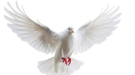 Obraz premium A majestic white dove in mid-flight, symbolizing peace and freedom.