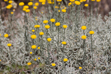 Santolina chamaecyparissus, cotton lavender - aromatic and medicinal herb
