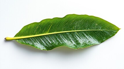 Obraz premium Single green leaf isolated on white.